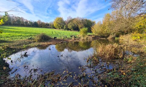 Brooklands Farm pond 