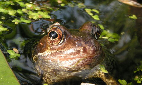 Common frog head peeping out of pond