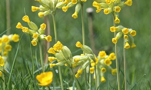 Cowslips