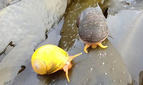 Two snails on a rock