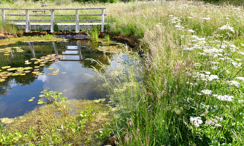 Charlton Down Nature Area