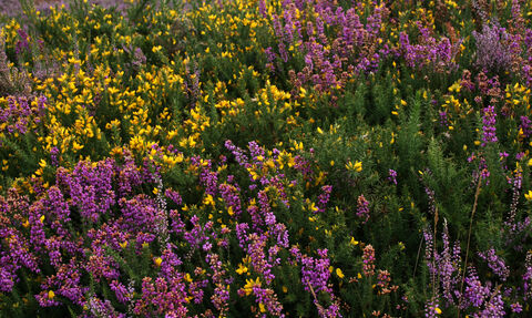 A close up of purple and yellow gorse healthland 