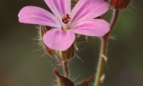 A close up image of a small pink flower