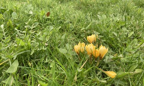 Flowers at Woodroffe School
