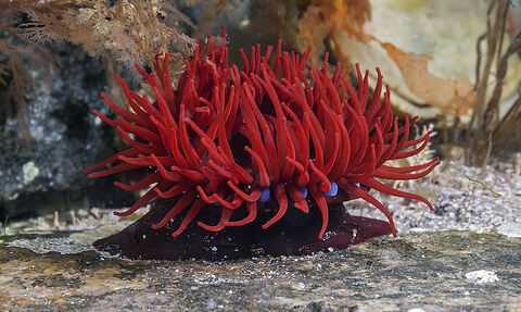 Red beadlet anenome