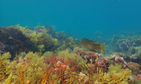 Kimmeridge Bay snorkel trail