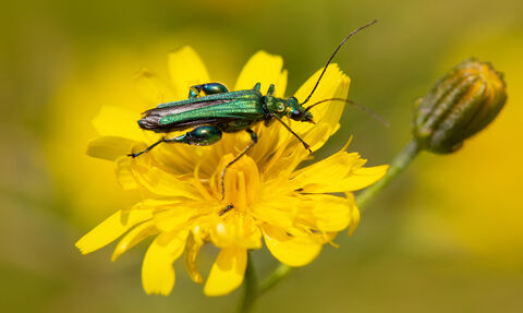 A shiny green beetle with large thighs sits on a yellow flower against a blurred background