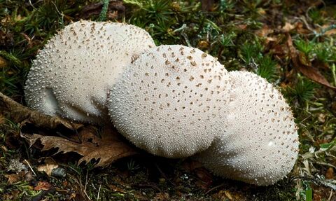 Three common puffballs growing amongst leaf litter