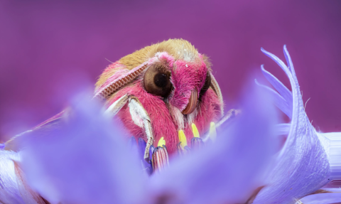 Elephant hawk-moth