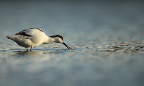 Avocet (Recurvirostra avosetta) feeds on a lagoon, Dorset, UK © Luke Massey/2020VISION