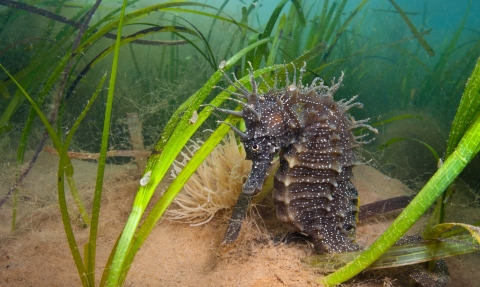 Spiny Seahorse In Seagrass. Dorset © Alexander Mustard/2020VISION