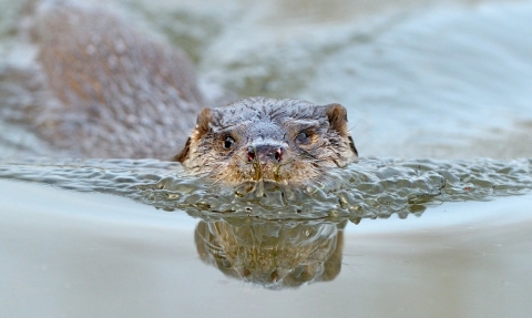 Otter © Andy Rouse/2020VISION