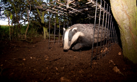 BTB vaccinated badger being released from cage trap © Tom Marshall