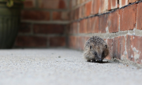 Hedgehog ©Tom Marshall