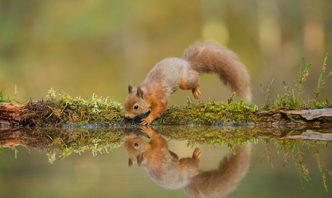 Red squirrel (Sciurus vulgaris) at woodland pool © Mark Hamblin/2020VISION