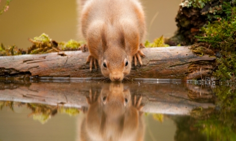 Red squirrel (Sciurus vulgaris) drinking at woodland pool, Scotland, November - Mark Hamblin/2020VISION