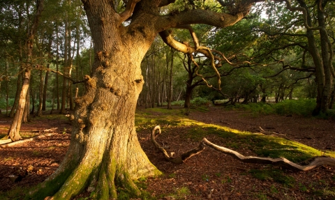 Woodland (veteran trees) in Dorset © Ross Hoddinott/2020VISION