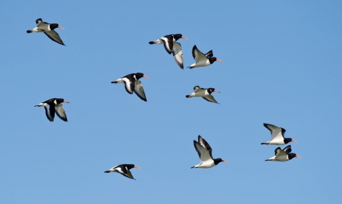 Oystercatcher (Haematopus ostralegus) on grazing marsh © Terry Whittaker/2020VISION