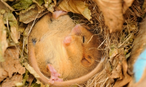 Hazel dormouse (Muscardinus avellanarius) © Terry Whittaker/2020VISION