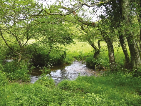 Purewell Meadows Local Nature Reserve - Christchurch