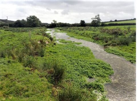 Dorset Wild Rivers | Dorset Wildlife Trust