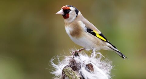 Beyond Birdfeeders Turn Your Garden Into A Banquet For Birds Dorset beyond-birdfeeders-turn-your-garden-into-a-banquet-for-birds-dorset