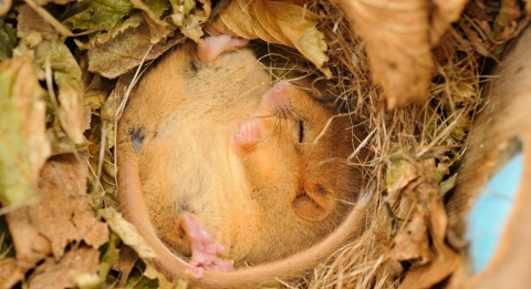 (c) Dorsetwildlifetrust.org.uk