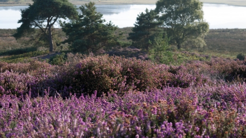 Lowland heathland