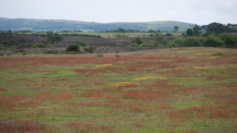 Lowland dry acid grassland