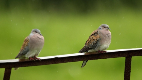 Turtle doves