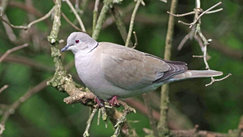 Collared dove