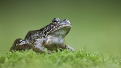 Common frog