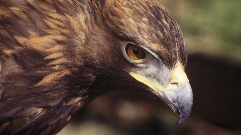 Golden eagle