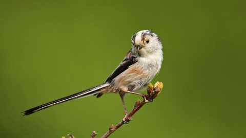 Long-tailed tit