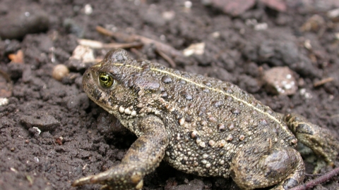 Natterjack Toad