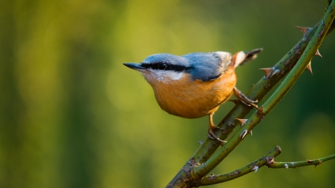 Nuthatch