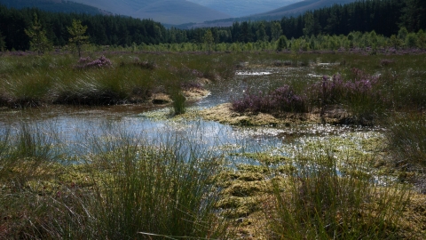 Blanket bog