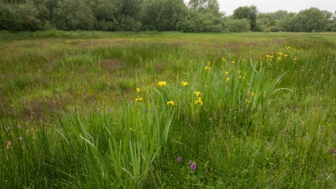 Yellow flag iris on lowland fen