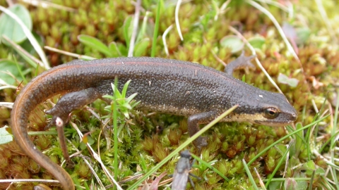 Palmate newt