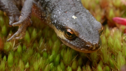 Close-up of palmate newt's head