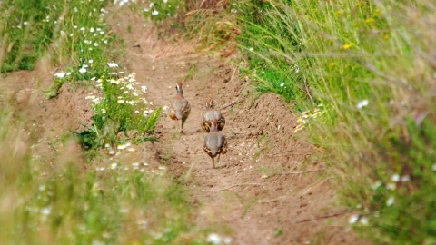 Red-legged partridges