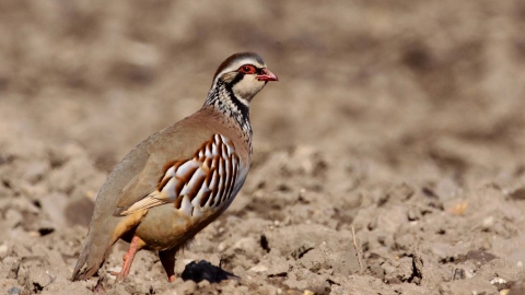 Red-legged partridge