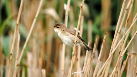 Reed warbler