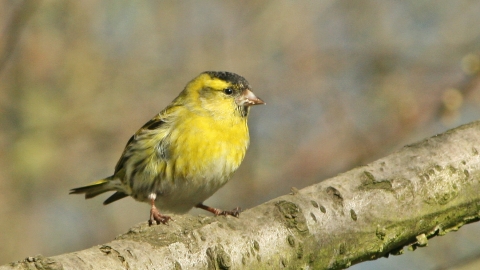 Siskin