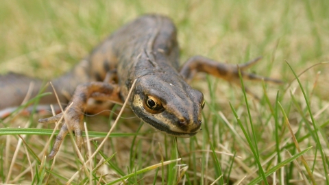 Smooth newt