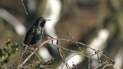 Starling