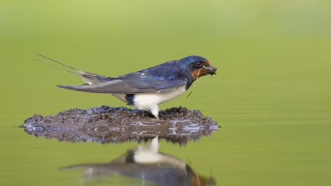 Barn swallow