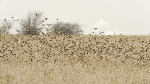 Linnet flock