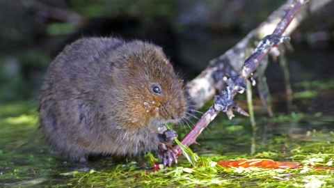 Water vole