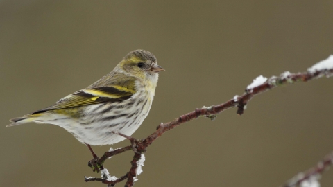 Siskin